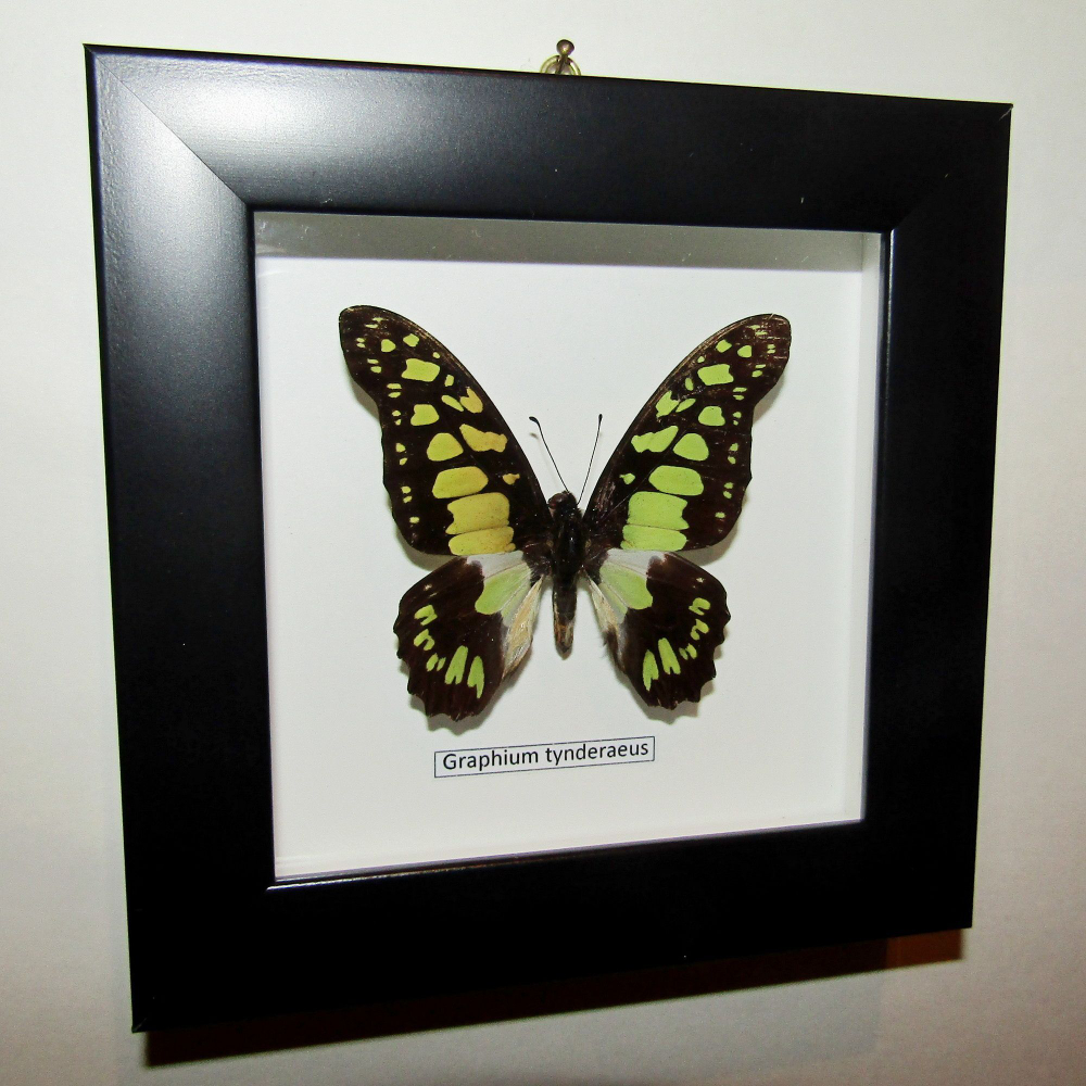 Бабочка Graphium tynderaeus в рамке