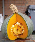 Тыква UG 6931 F1