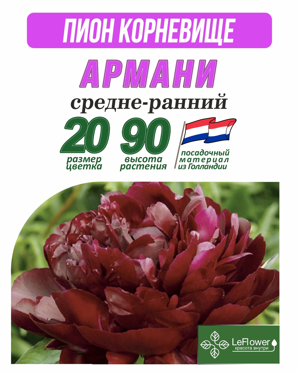Пион Корневище, Армани,  1шт