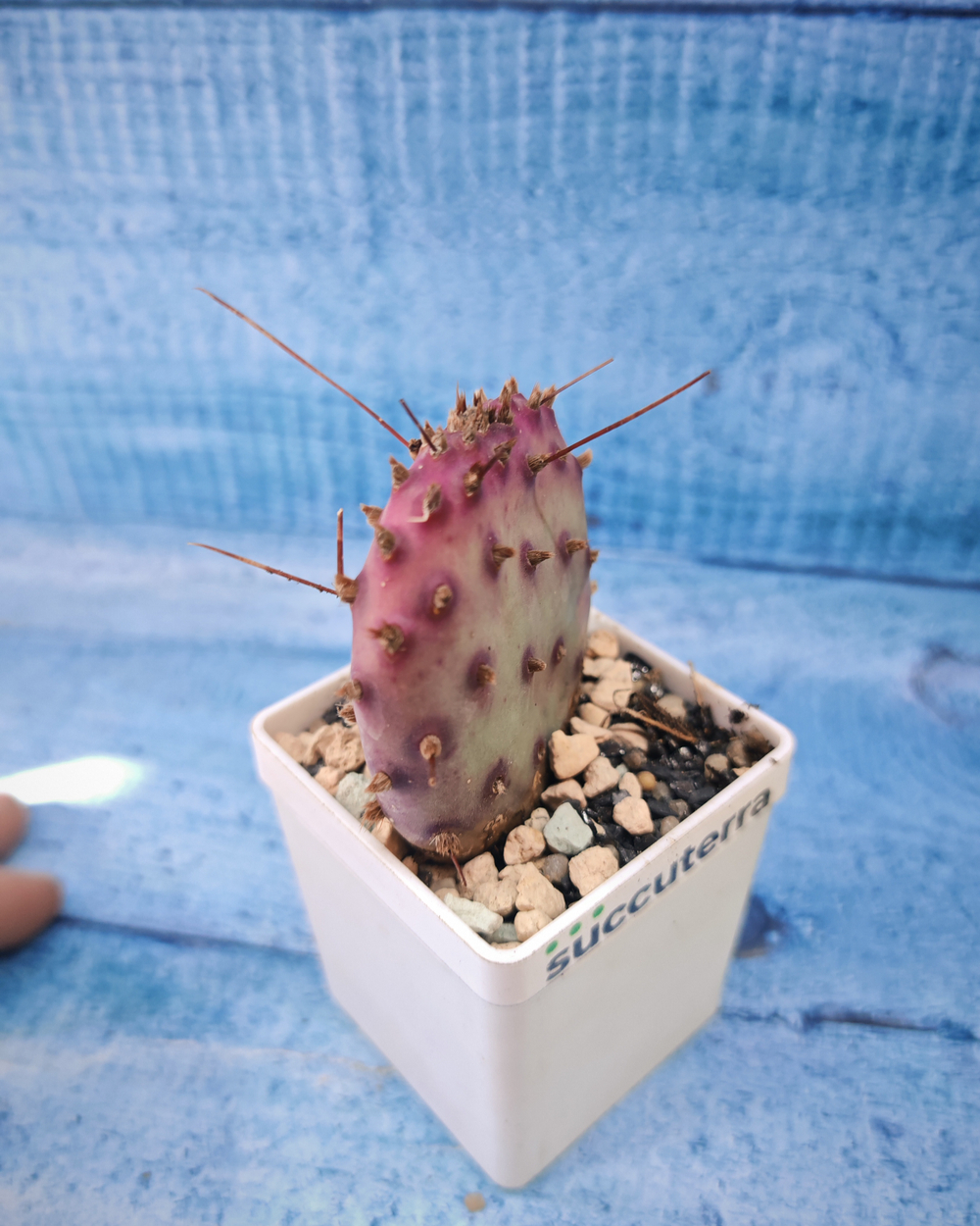 Opuntia Macrocentra (Опунция)