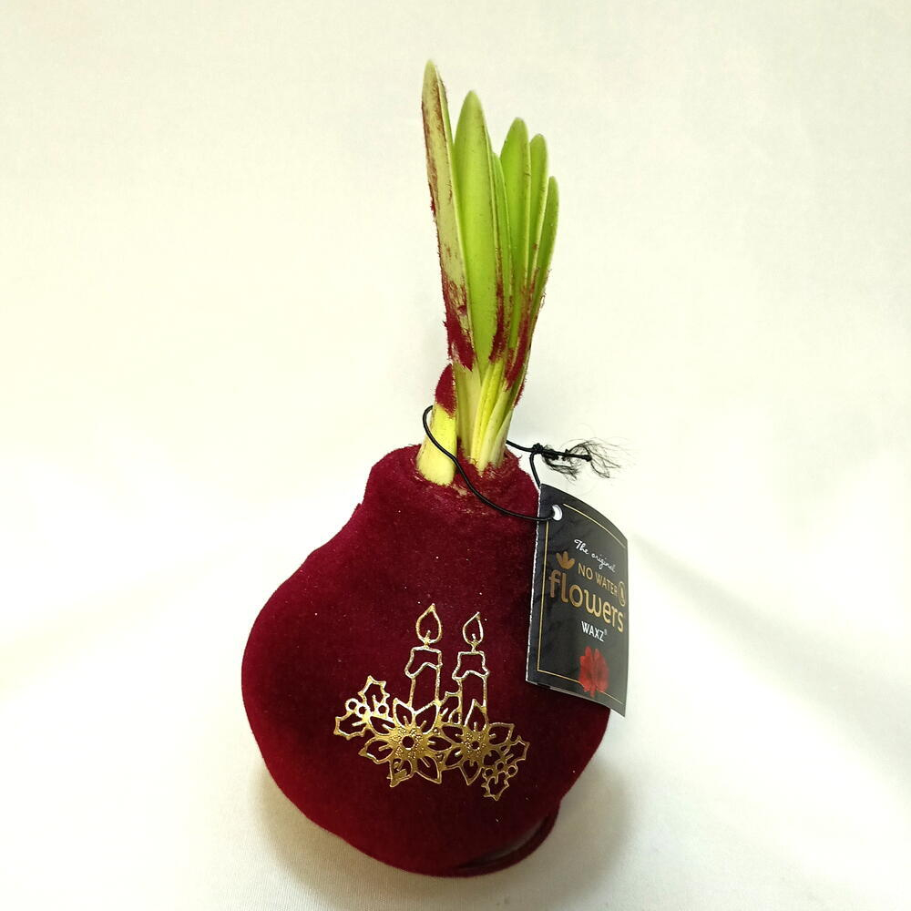 Новогодняя Луковица амариллиса в бархатном воске