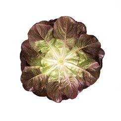 БАРЛАХ семена салата дуболистного ( Rijk Zwaan / ALEXAGRO )