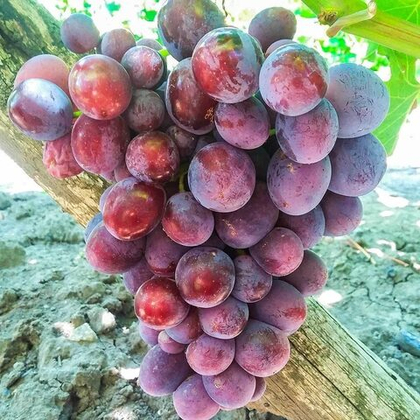 Виноград Заря Несветая