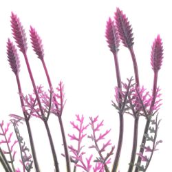 GAEM Цветок искусственный "Амброзия", L10 W10 H40 см, 5в.