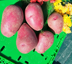 Картофель Оскар семенной, комплект из 10 клубней