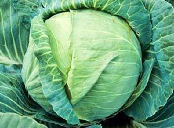 КИЛАТОН F1 семена капусты белокочанной Syngenta цена – фото 3