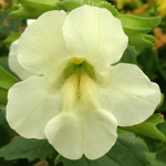 Мимулюс F1 Максимус Айвори 14шт.