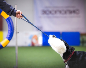 ПРЕДЛОЖЕНИЕ ДЛЯ ВЛАДЕЛЬЦЕВ КИНОЛОГИЧЕСКИХ ЗАЛОВ, ЦЕНТРОВ, СТУДИЙ