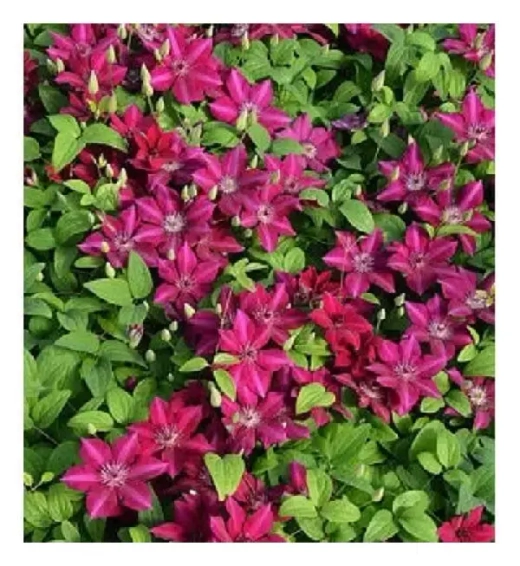 Клематис Перида трехлетка наличие