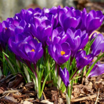 Крокус Flower Record (луковицы 5шт )