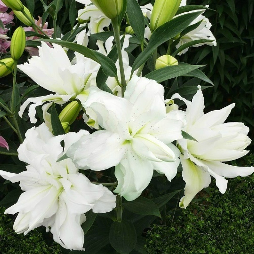 Лилия lotus Beauty (Лотосовый гибрид)