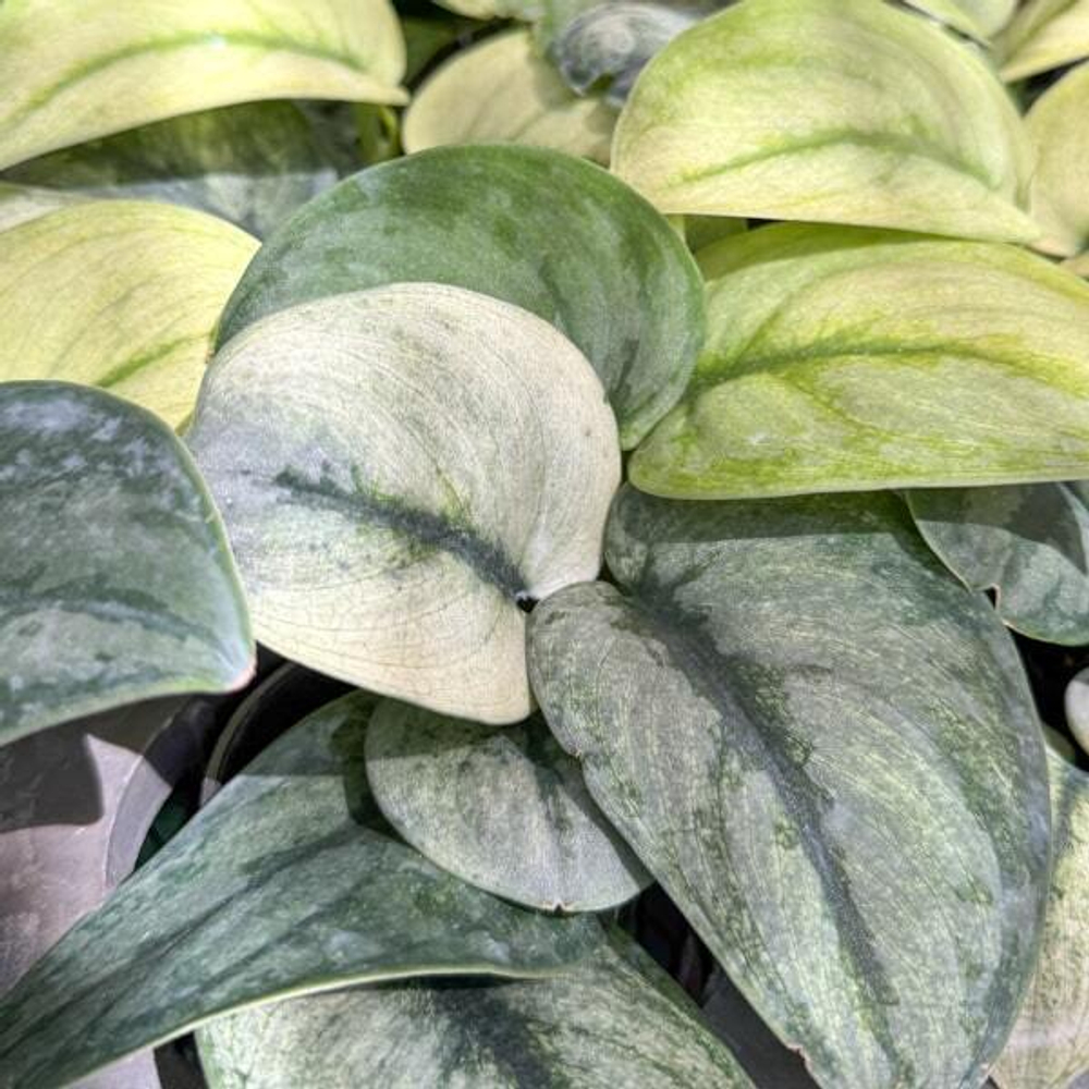 Сциндапсус TREUBI MOONLIGHT MINT