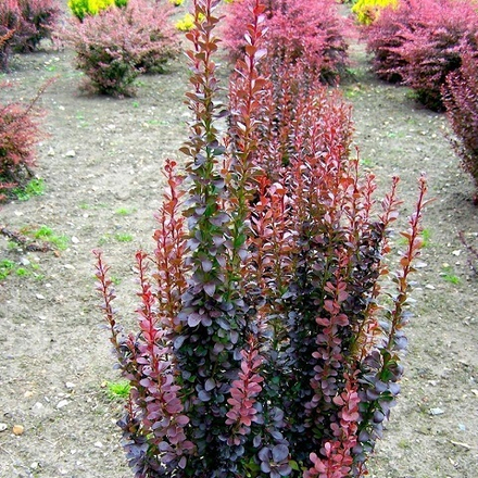 Барбарис Тунберга Хелмонд Пиллар