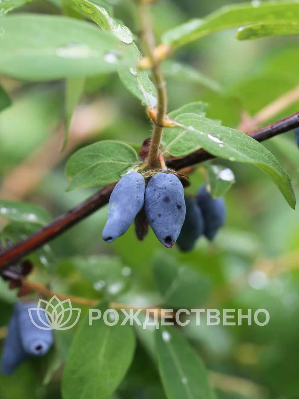 Жимолость Томичка