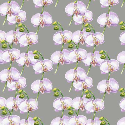 белые орхидеи