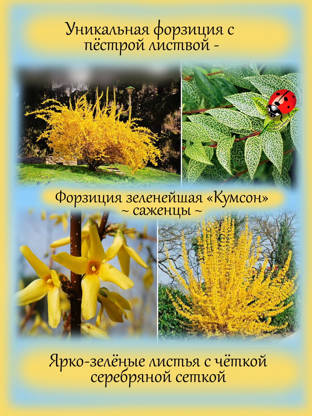 Форзиция Кумсон зеленейшая пестрая