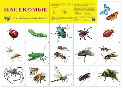 Плакат демонстрационный супер А2 "Насекомые" (Сфера)