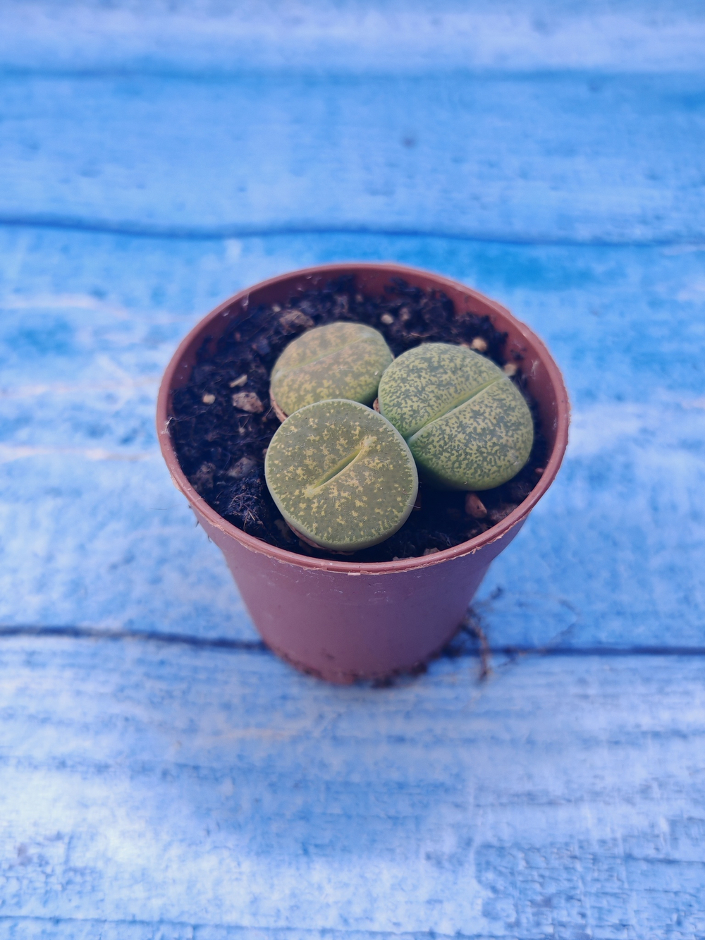 Lithops sp. (Литопсы)