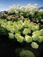 Гортензия метельчатая Мэджикал Кэндл