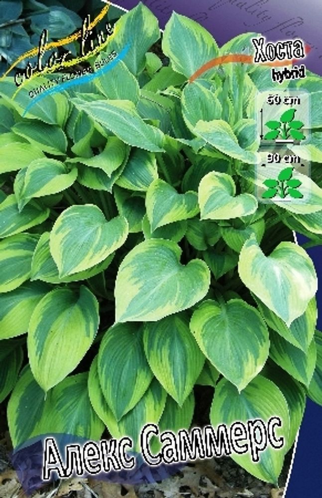 Hosta Alex Summers 1 шт.