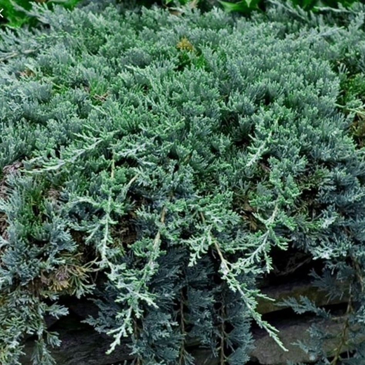 Можжевельник Вилтони Р9 10-15см*10-15 см Закупка М62 апрель-май 2026