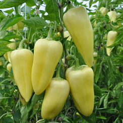 СНОУВАЙТ F1 семена перца сладкого (Rijk Zwaan | Alexagro)