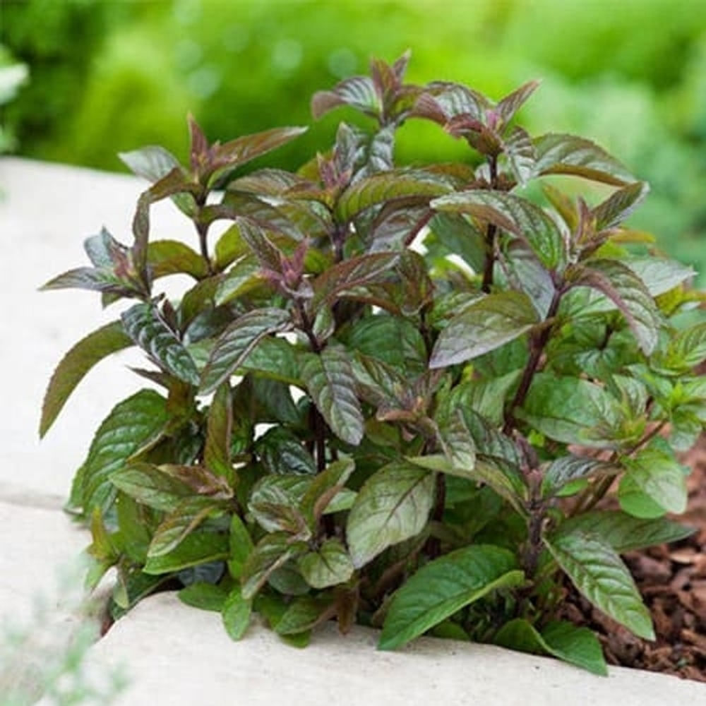 Мята Чернолистная