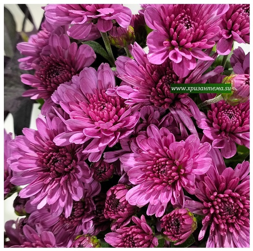 Хризантема мультифлора Bransound Purple м. 179(отгрузка май 2025г)