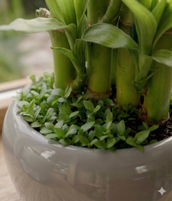 Бамбук small forest в керамическом горшке