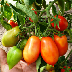 Помидоры Король Гумберт - Roi Humbert