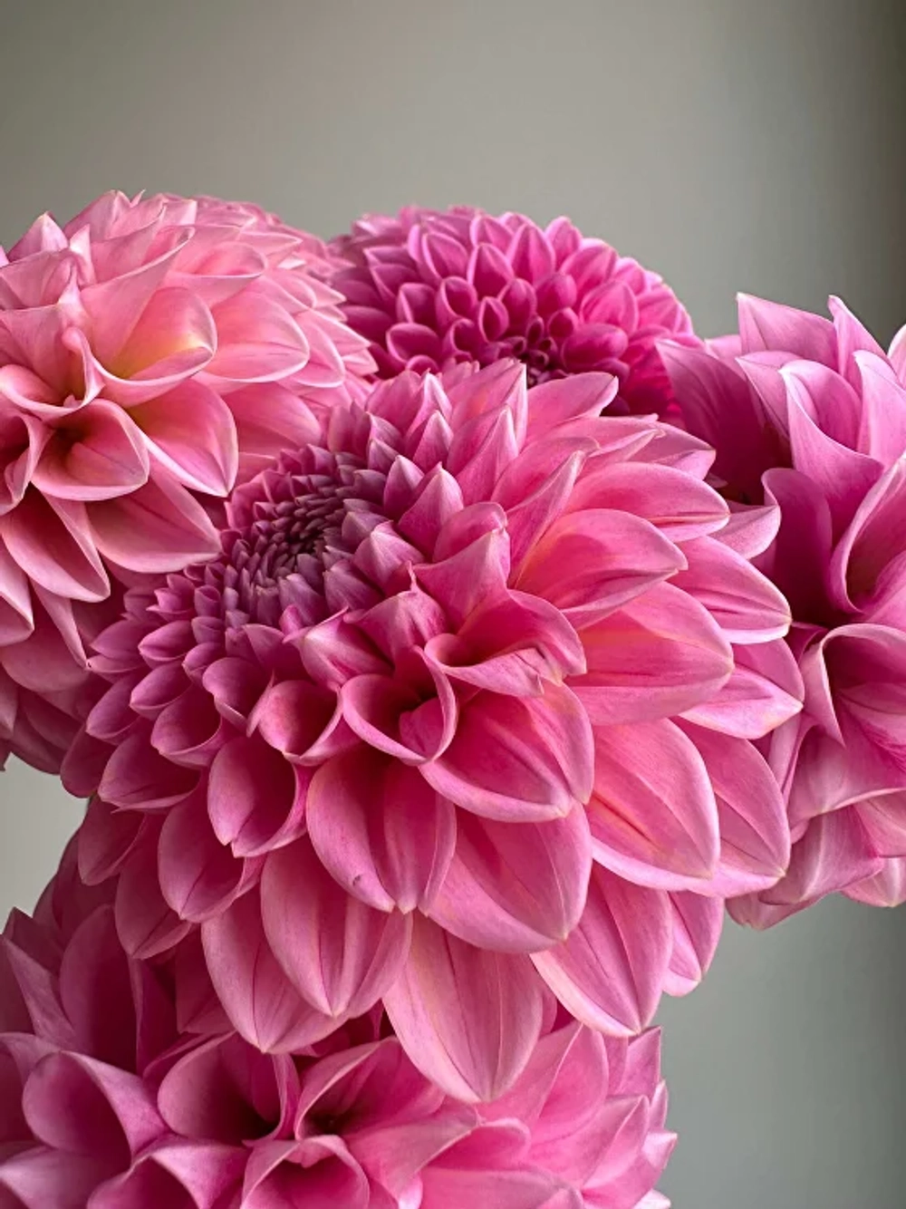 Георгин Sweet Fabienne (корень) Закупка М55 апрель 2026