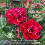 Адениум XUE RONG HUA