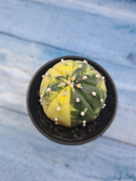Astrophytum Asterias variagate (Астрофитум)