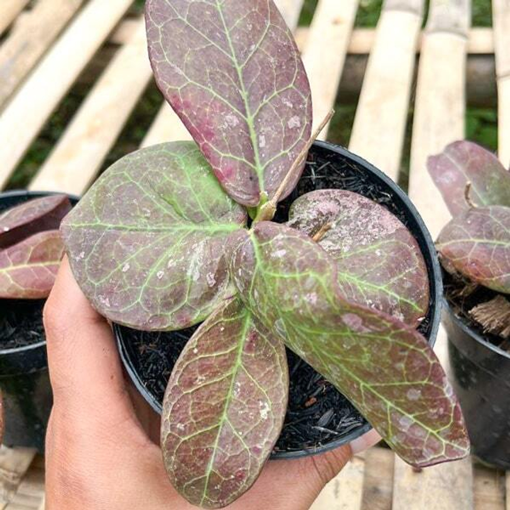 Хойя BUNTOKENSIS RED