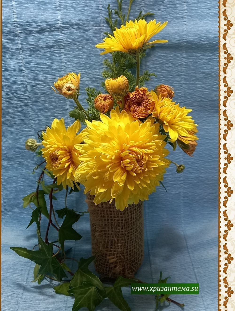 Опал, зимостойкая садовая хризантема  ☘ з.68  (отгрузка  Сентябрь)