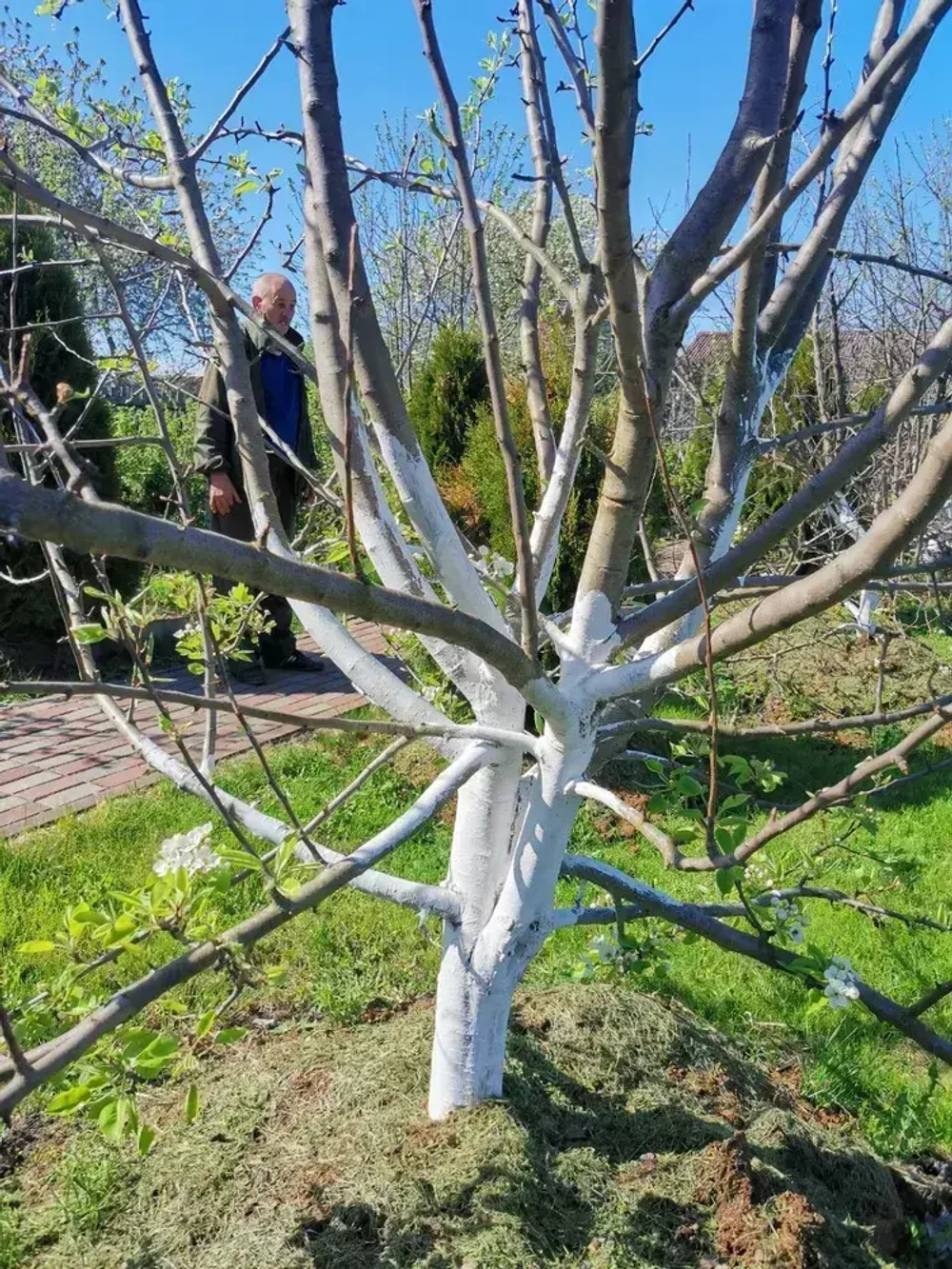 Краска для побелки садовых деревьев ЯРКО САДОВОД, белая матовая, 2,5 кг