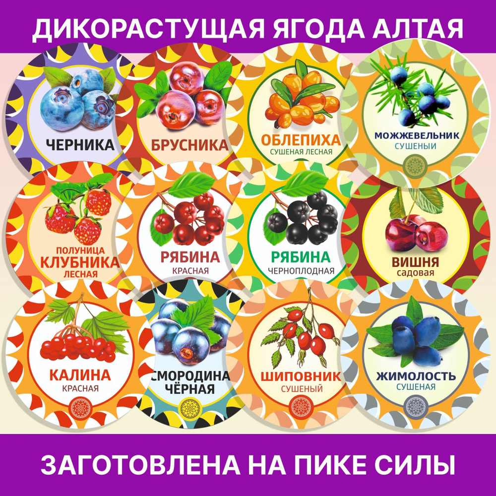 Лофант анисовый пучок.