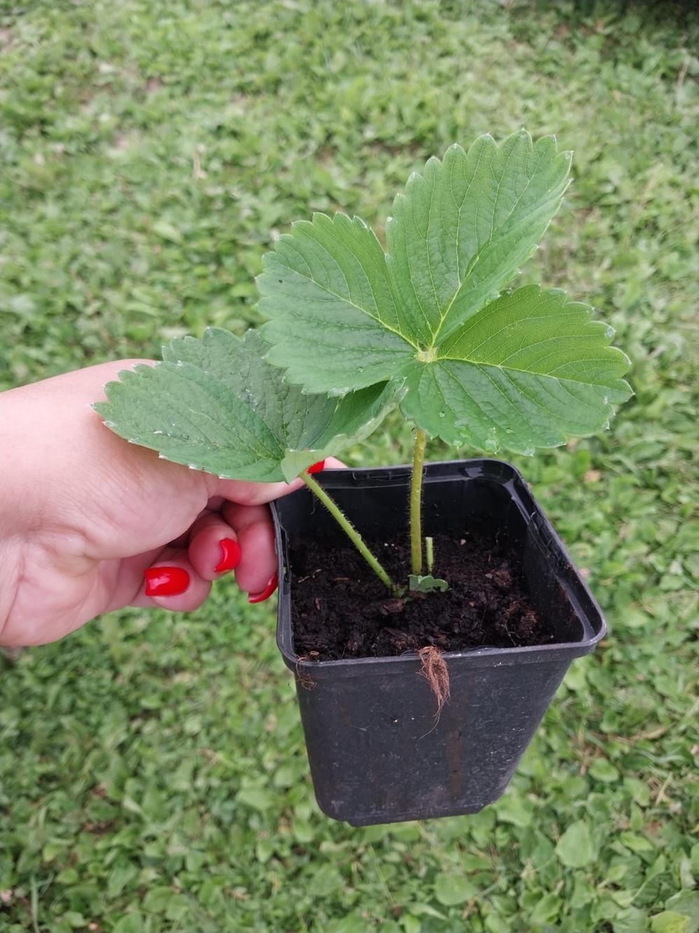 Саженцы клубники ранней (земляника садовая) сорт Альба, комплект (набор) 2 шт.