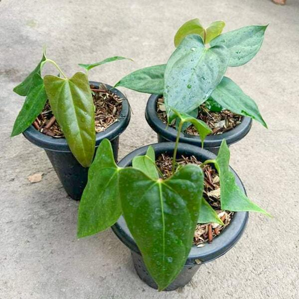 Антуриум PAPILLILAMINUM x PORTILLAE