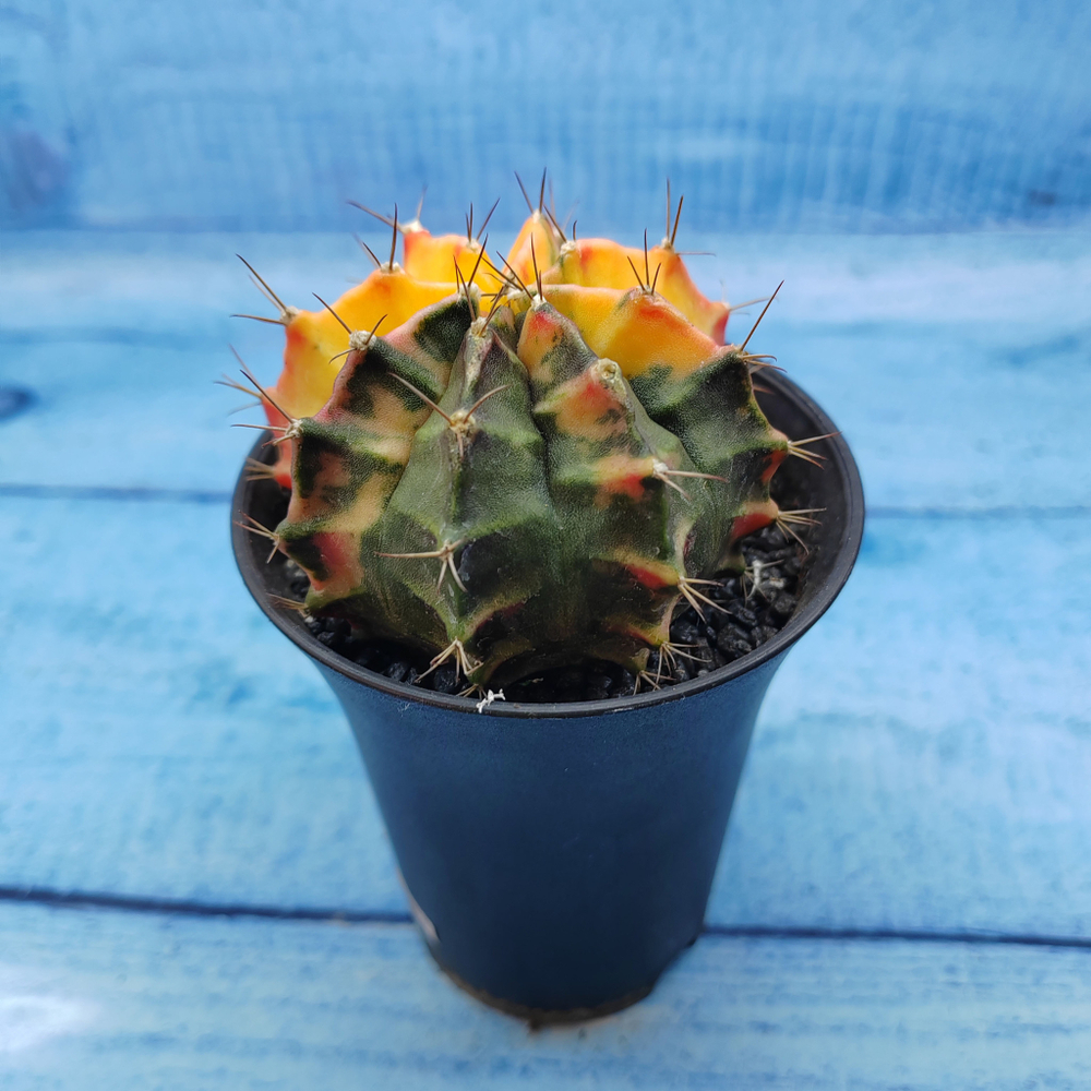 Gymnocalycium Variegata (Гимнокалициум Вариегатный)