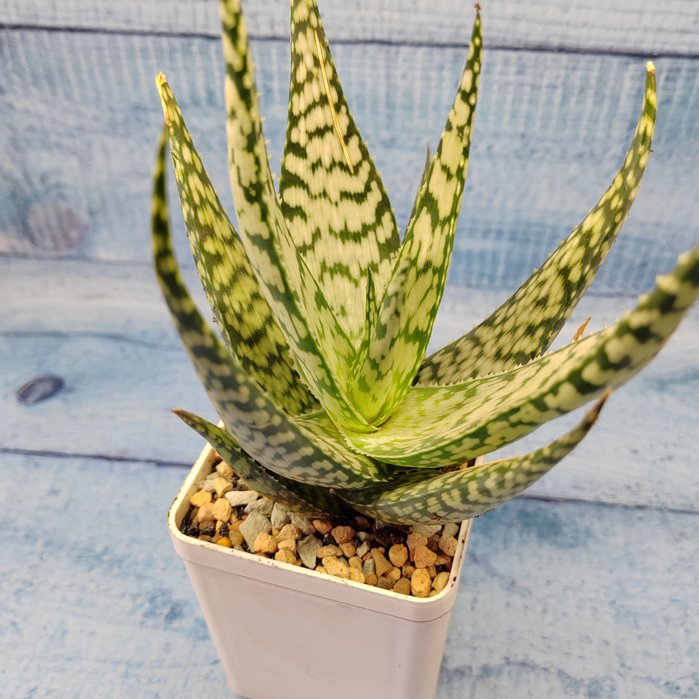 Aloe Bronze Lizard (Алоэ)