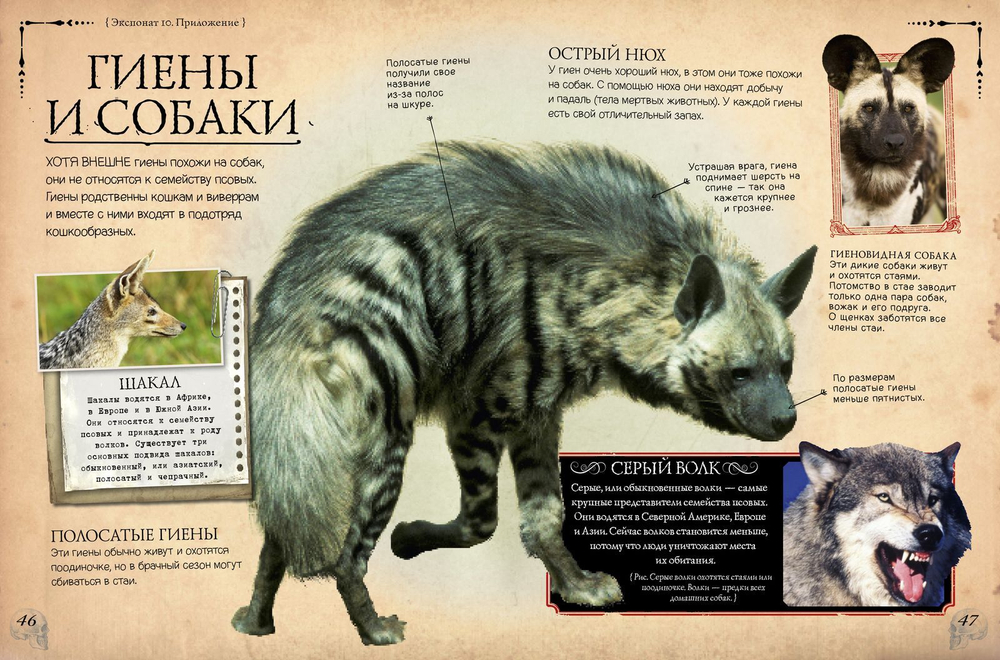 Коллекция костей. Черепа