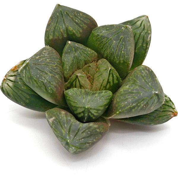 Хавортия Ютан Ред Флейм