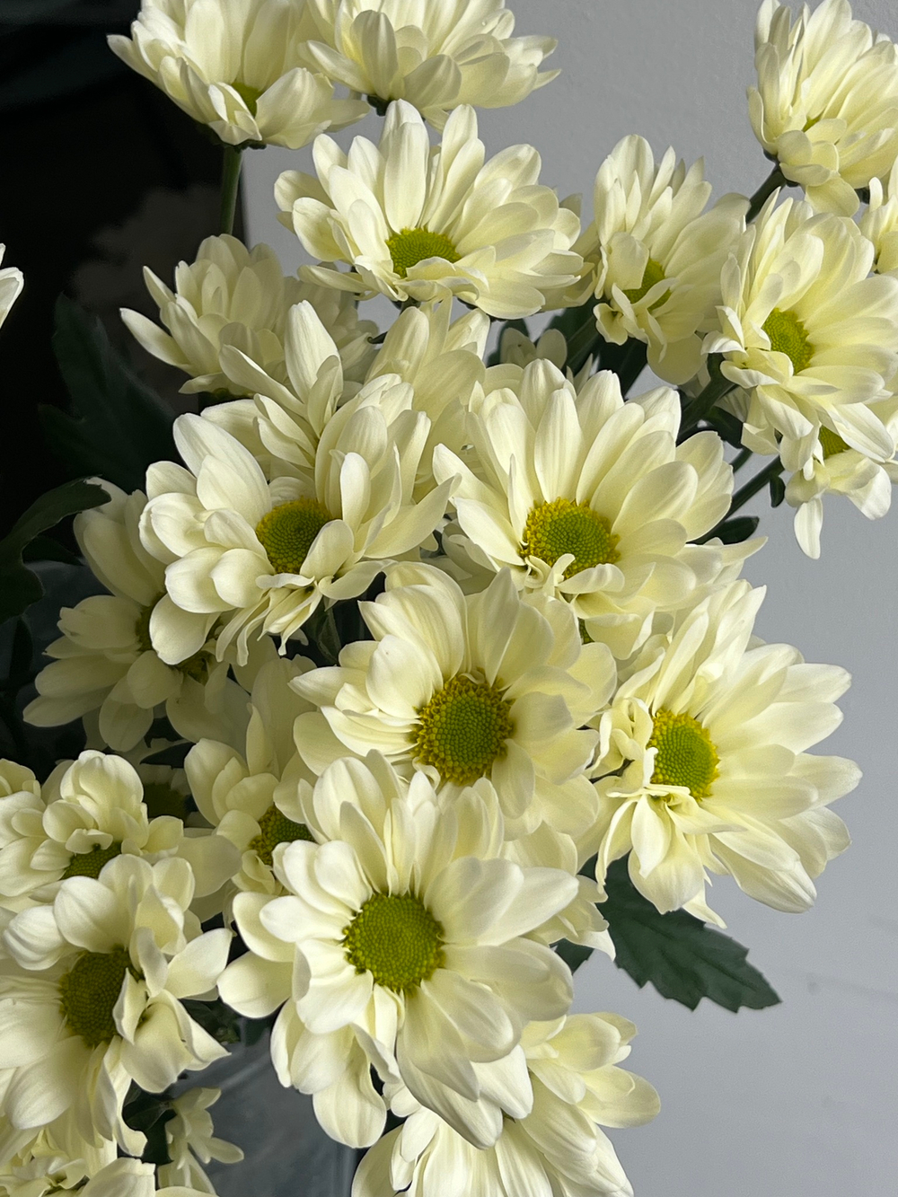 Хризантема в кремовом оттенке