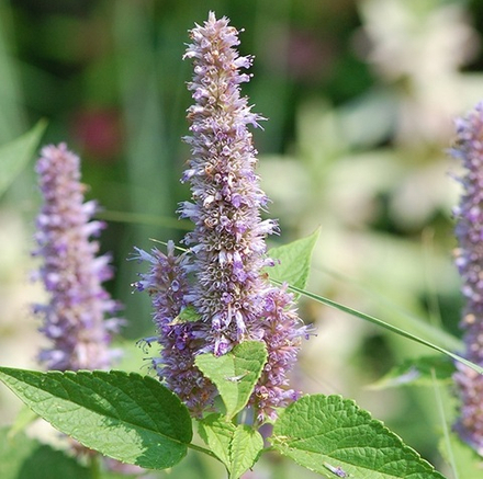 Агастахе фенхельный. Agastache foeniculum.