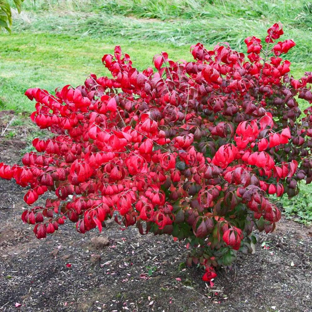 Бересклет крылатый компактус С3 Закупка М60 июнь 2026