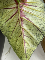 Каладиум куст с корнем 45 см