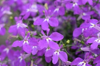 2352 Лобелия HOTPOT PURPLE (ВЕСНА 2025)