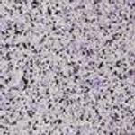 Рулонное покрытие Rubbergum Flex Eco