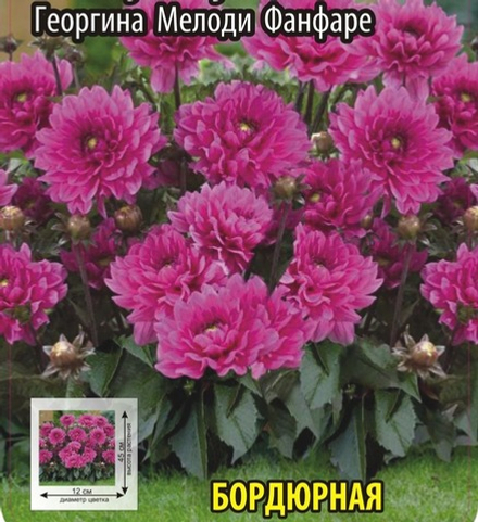 Георгина Мелоди Фанфаре